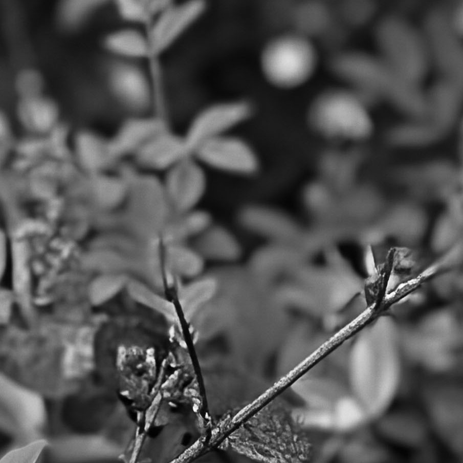 Photo de Sylvie BOUSSUGE